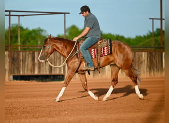 American Quarter Horse, Ogier, 2 lat, Cisawa