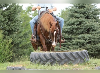 American Quarter Horse, Ogier, 2 lat, Cisawa