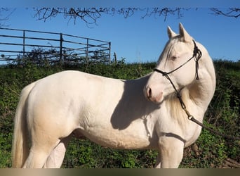 American Quarter Horse, Ogier, 2 lat, Cremello