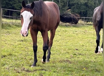 American Quarter Horse, Ogier, 2 lat, Gniada