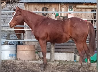 American Quarter Horse, Ogier, 2 lat, Kasztanowata