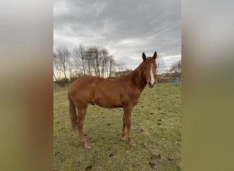 American Quarter Horse, Ogier, 2 lat, Kasztanowata