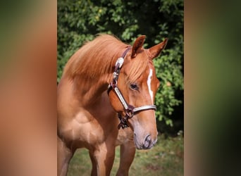 American Quarter Horse, Ogier, 2 lat