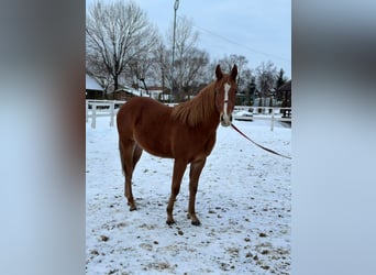 American Quarter Horse, Ogier, 2 lat