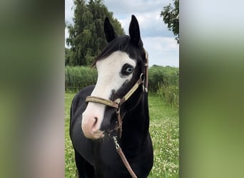 American Quarter Horse, Ogier, 3 lat, 139 cm, Kara