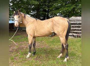 American Quarter Horse, Ogier, 3 lat, 140 cm, Jelenia
