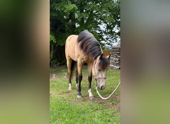 American Quarter Horse, Ogier, 3 lat, 140 cm, Jelenia