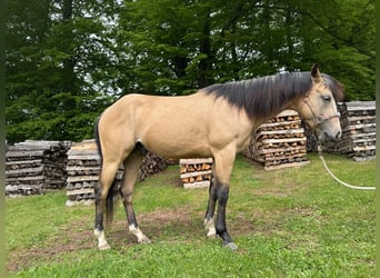 American Quarter Horse, Ogier, 3 lat, 140 cm, Jelenia