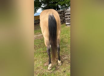 American Quarter Horse, Ogier, 3 lat, 140 cm, Jelenia