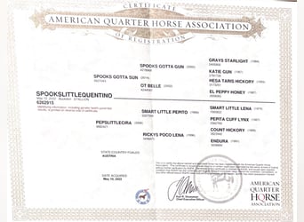 American Quarter Horse, Ogier, 3 lat, 140 cm, Jelenia
