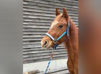 American Quarter Horse, Ogier, 3 lat, 140 cm, Kasztanowata