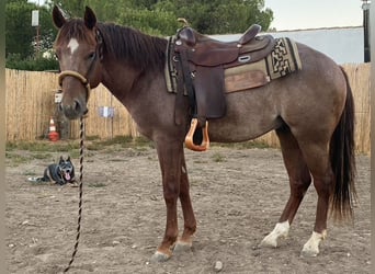 American Quarter Horse, Ogier, 3 lat, 144 cm, Rabicano