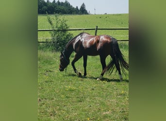 American Quarter Horse, Ogier, 3 lat, 145 cm, Gniada