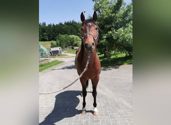 American Quarter Horse, Ogier, 3 lat, 145 cm, Gniada