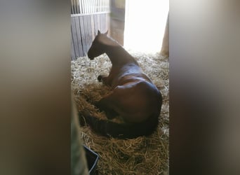 American Quarter Horse, Ogier, 3 lat, 145 cm, Gniada