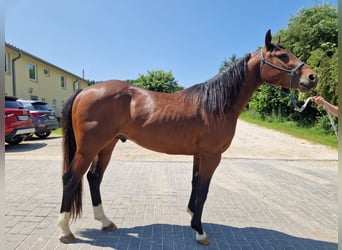 American Quarter Horse, Ogier, 3 lat, 145 cm, Gniada