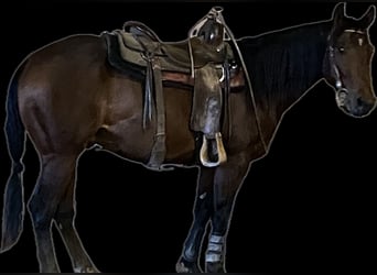 American Quarter Horse, Ogier, 3 lat, 149 cm, Gniada