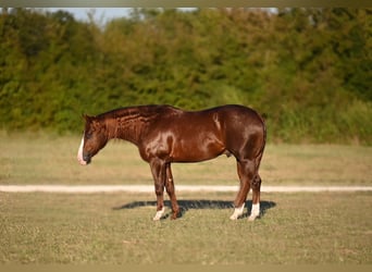 American Quarter Horse, Ogier, 3 lat, 150 cm, Ciemnokasztanowata