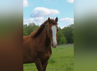 American Quarter Horse, Ogier, 3 lat, 150 cm, Kasztanowata