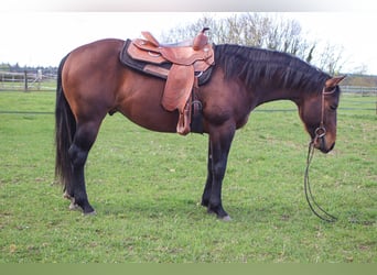 American Quarter Horse, Ogier, 3 lat, 150 cm
