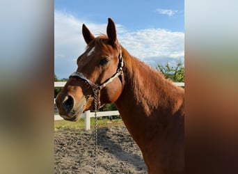 American Quarter Horse, Ogier, 3 lat, 152 cm, Kasztanowata
