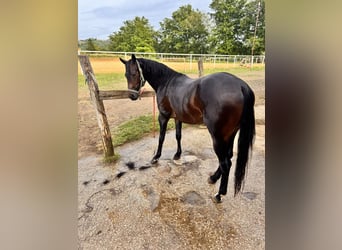 American Quarter Horse, Ogier, 3 lat, 154 cm, Ciemnogniada
