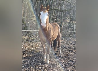 American Quarter Horse, Ogier, 3 lat, 154 cm, Kasztanowata