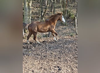 American Quarter Horse, Ogier, 3 lat, 154 cm, Kasztanowata