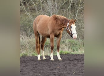 American Quarter Horse, Ogier, 3 lat, Bułana