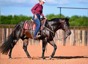 American Quarter Horse, Ogier, 3 lat, Ciemnogniada