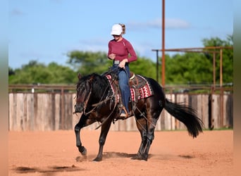 American Quarter Horse, Ogier, 3 lat, Ciemnogniada