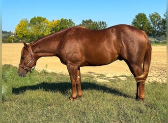 American Quarter Horse, Ogier, 3 lat, Ciemnokasztanowata
