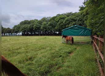 American Quarter Horse, Ogier, 3 lat, Gniada