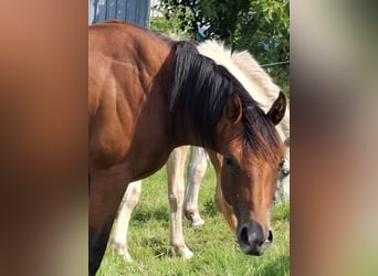 American Quarter Horse, Ogier, 3 lat, Gniada