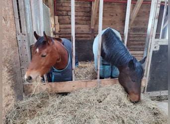 American Quarter Horse, Ogier, 3 lat, Gniada