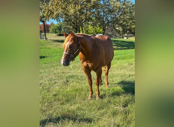 American Quarter Horse, Ogier, 3 lat, Kasztanowata