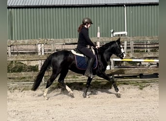 American Quarter Horse, Ogier, 4 lat, 140 cm, Kara
