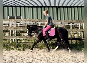 American Quarter Horse, Ogier, 4 lat, 141 cm, Kara