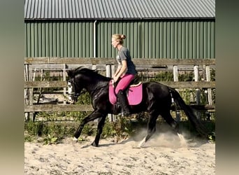 American Quarter Horse, Ogier, 4 lat, 141 cm, Kara