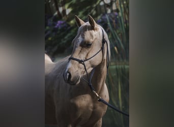 American Quarter Horse, Ogier, 4 lat, 145 cm, Izabelowata