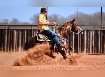 American Quarter Horse, Ogier, 4 lat, 147 cm, Cisawa