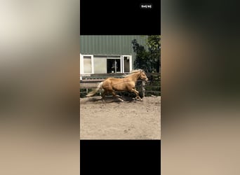 American Quarter Horse, Ogier, 4 lat, 148 cm, Izabelowata