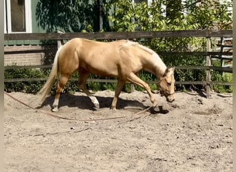 American Quarter Horse, Ogier, 4 lat, 148 cm, Izabelowata