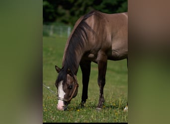 American Quarter Horse, Ogier, 4 lat, 149 cm, Grullo