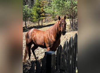 American Quarter Horse, Ogier, 4 lat, 150 cm, Kasztanowata