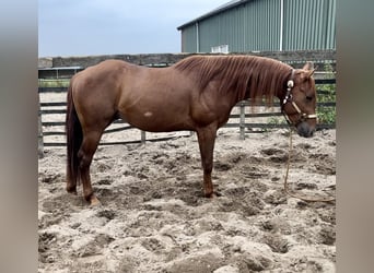 American Quarter Horse, Ogier, 4 lat, 153 cm, Kasztanowata