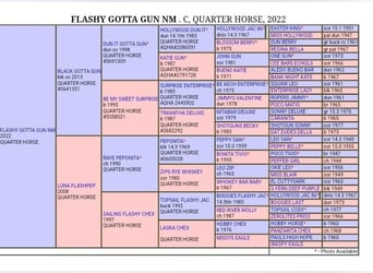 American Quarter Horse, Ogier, 4 lat, 154 cm, Gniada