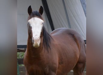 American Quarter Horse, Ogier, 4 lat, 154 cm, Gniada