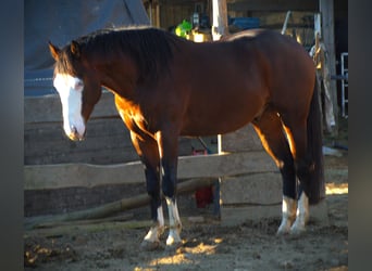 American Quarter Horse, Ogier, 4 lat, 154 cm, Gniada