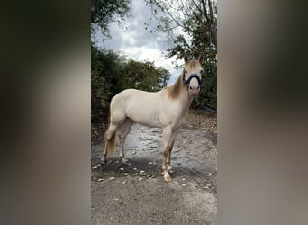 American Quarter Horse, Ogier, 4 lat, 155 cm, Szampańska